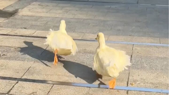 Magic defeats magic, ducks catch ducks.