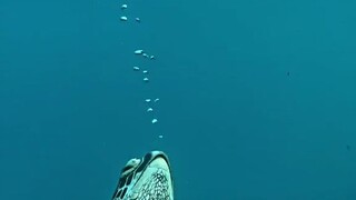A sea turtle sleeping while blowing bubbles—it sure takes a loooong breath!