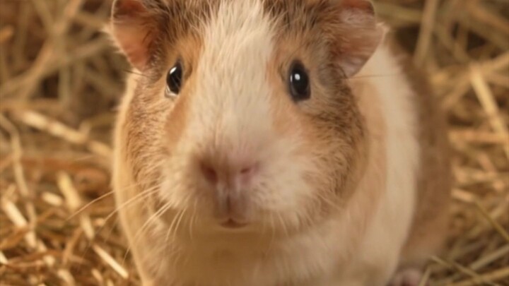🐹 The Cutest Little Guinea Pig Ever! ❤️🥹#viral 💖💖 irrt