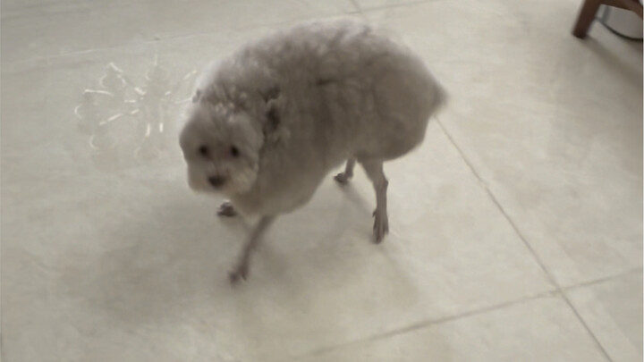 رقص التراب الشعبي التقليدي