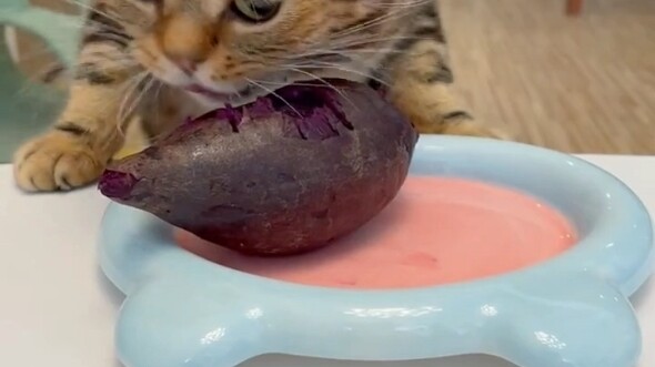 قطة ليوبارد مولعة بالبطاطا الأرجوانية، حصلت عليها!