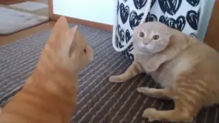 [Animal] Transformable Orange Cat Part 2