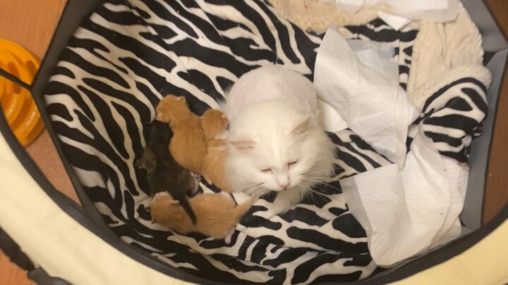 Will you get beaten up for taking the mama cat’s kittens?