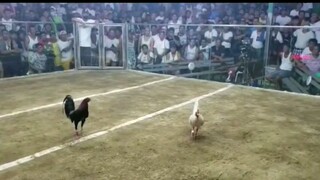 huwag muna magsaya mahiwaga ang sabong