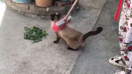 Cat: Grandma, sweep me! Sweep me!