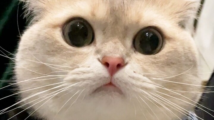 Kucing kalian juga begitu nggak?
