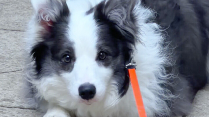 Kamu tinggal bawa pulang aja, sisanya serahkan pada border collie!