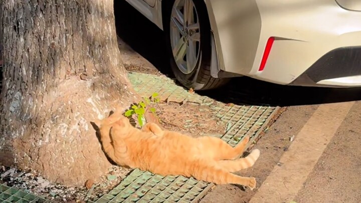 “ในโลกที่เต็มไปด้วยเชื้อรานี้ ฉันอยากโดนแสงแดด”