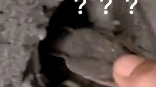 蛇:有种别撒手！