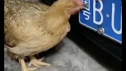 ไก่เมืองใหญ่ตัวนี้ได้รับการอบรมมาเป็นอย่างดี