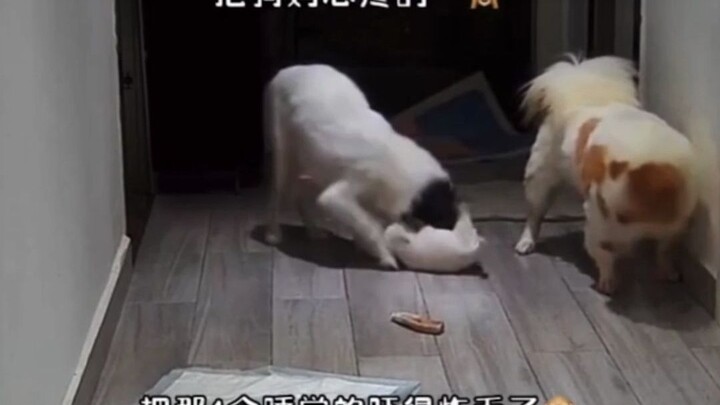 Dad dog bites the puppy to protect food, making mom dog rush over immediately to check on her baby.