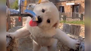 Dunia ini tidak bisa tanpa anjing tanah kecil yang lucu