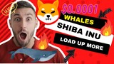 SHIBA Army Surprising Whales Rises Average Holdings by 28% Load Up and Be READY