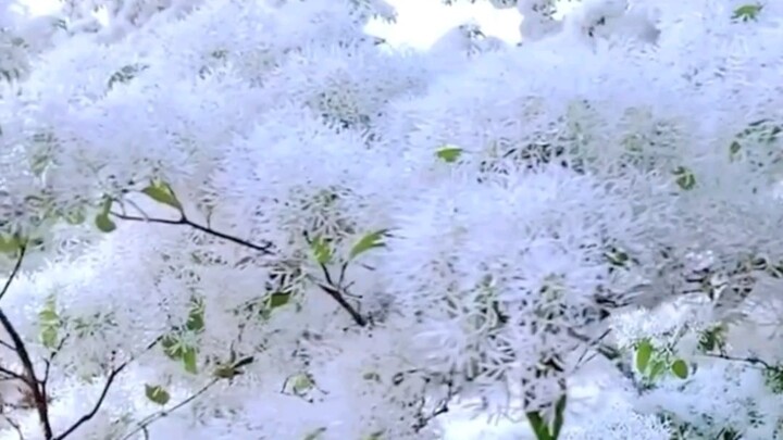 Ketika orang mengatakan salju bulan April, mereka mengacu pada bunga rumbai.