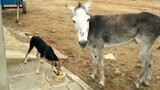 [Hewan] Seekor anjing dan keledai yang marah