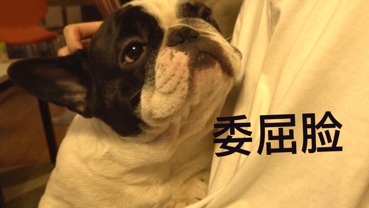 [French Bulldog] How much can a dog really love its owner? This pup’s love overflows when I get home