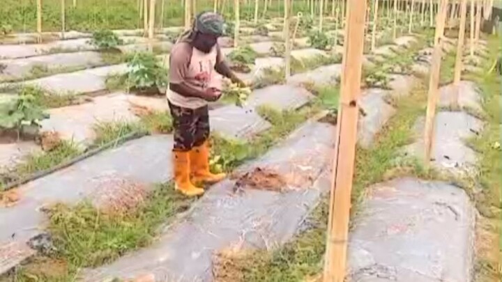 Agro life in Malaysia #reelsvideoシ #newsupdates #agriculture #followers #malaysia #everyone #farming