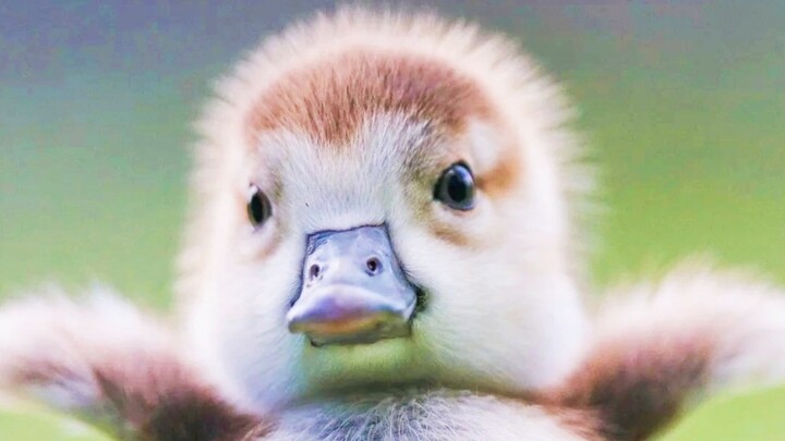 “เป็ดน้อยก็น่ารักไม่เบาเลยนะ!”