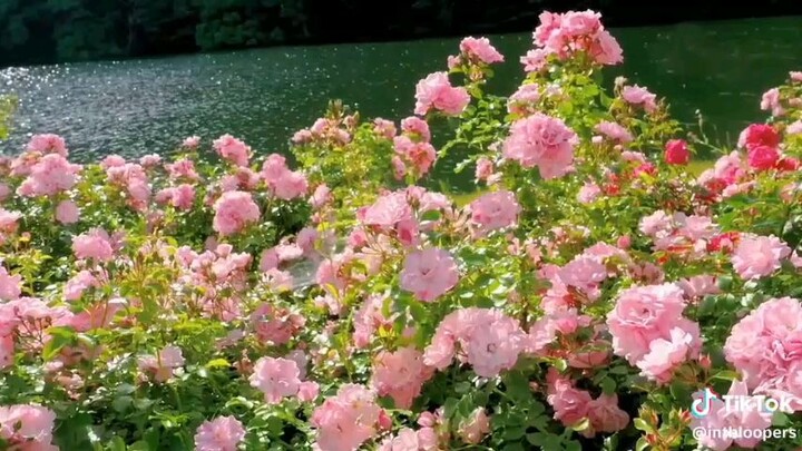 Nature (flowers)