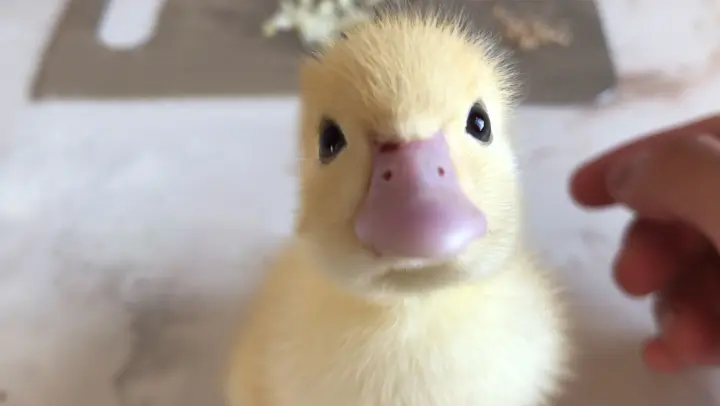 A cute little yellow duck for online shopping