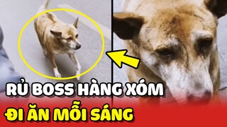 Chàng trai chuyên rủ rê chú chó NHÀ HÀNG XÓM đi ĂN SÁNG 😍 | Yêu Lu