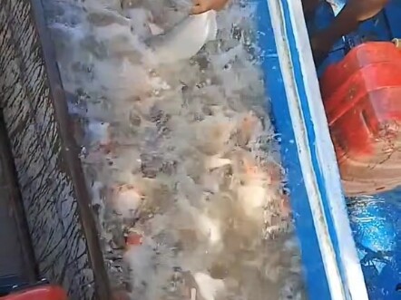 Cá piranha kinh dị ở Nam Mỹ