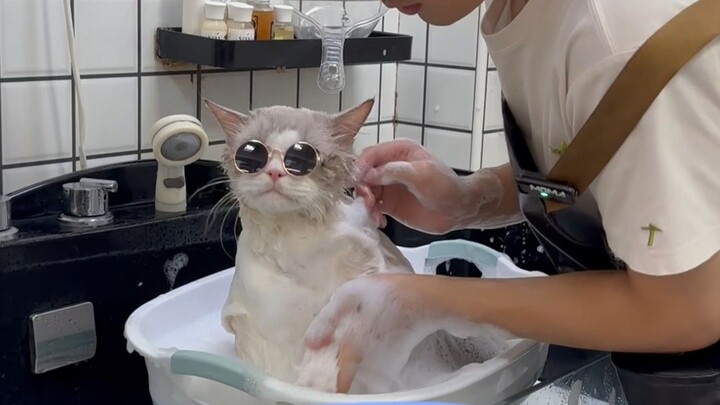 Chàng mèo Ragdoll tuyệt thế giai nhân