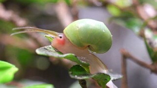 蜗牛又加班了