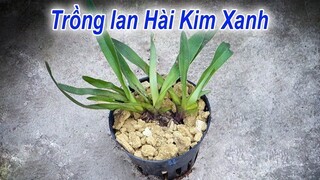 Cách trồng lan HÀI KIM XANH