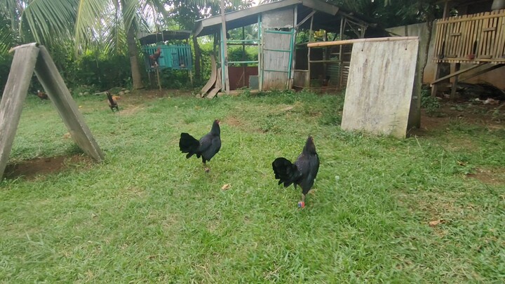 black hennie lemon vs black hennie hatch. both 1time winner