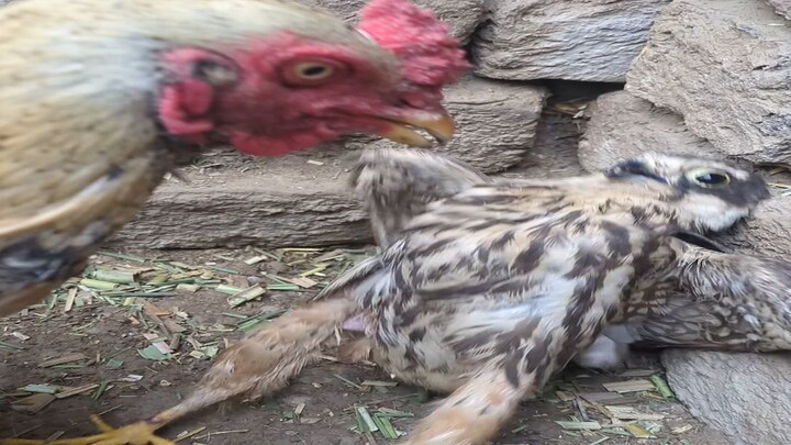 Red Falcon: Don’t come over!