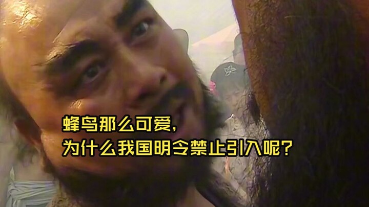 นกฮัมมิงเบิร์ดน่ารักขนาดนี้ ทำไมประเทศเราถึงห้ามนำเข้าอย่างเด็ดขาด?