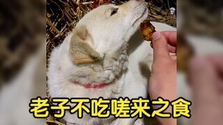 修狗：谁还没点脾气呢！