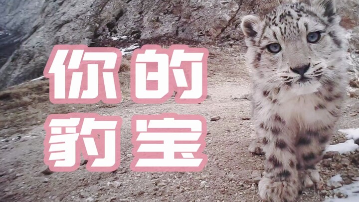 เตือนความน่ารักสุดขีด! ลูกเสือดาวหิมะกลิ้งตัวท้องบนหน้ากล้องอินฟราเรด!