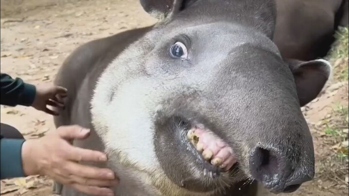 Tapir tenggelam dalam belaian makhluk berkaki dua.