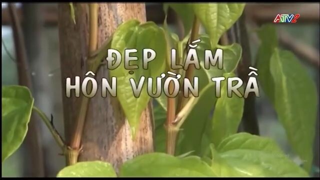 Ca nhạc - Đẹp lắm thôn vườn trầu (1) (ATV2 - An Giang) (24/01/2026)