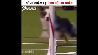 Sống Chậm Lại Cho Đời An Nhàn