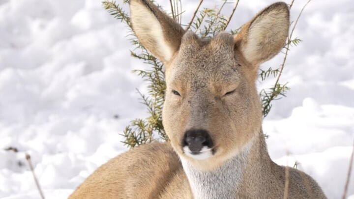 ما الفرق بين حيوان الشمال الشرقي الأسطوري "الشياو باو" والأيل المرقط؟