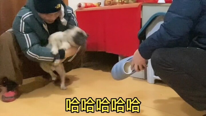 You’ll never know the joy of dog ownership until you get a dog # Dogs are humanity’s most loyal frie