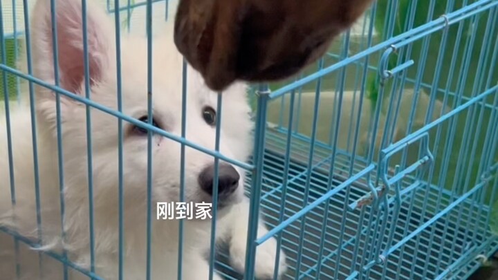 Một chú chó chăn cừu Đức trắng sáu tháng tuổi