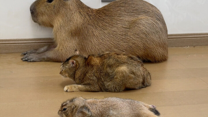 How did a cat sneak into the marmot clan?