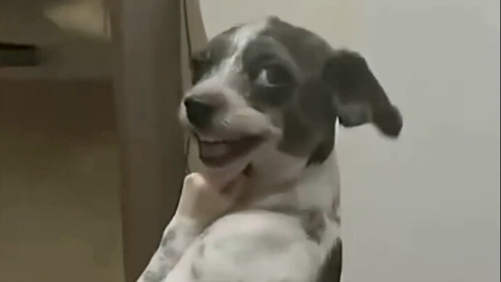 Maturity Test: If You Laugh, You Lose