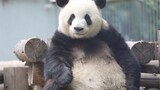 [Hewan] Panda cantik berkeliaran di sekitar paviliun