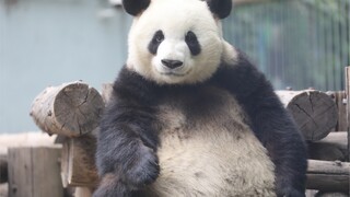 [Animals]A lovely panda is wandering around the pavilion