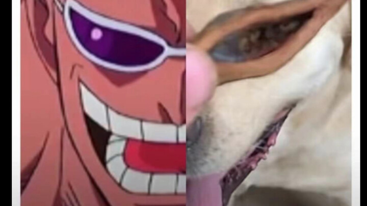 Ngoài thì có chó hải tặc! Trong lại có chó Doflamingo!