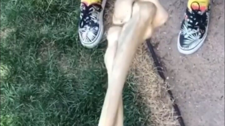 Khi bạn duỗi tay ra và xoay, xương của bạn sẽ bắt chéo như thế này.