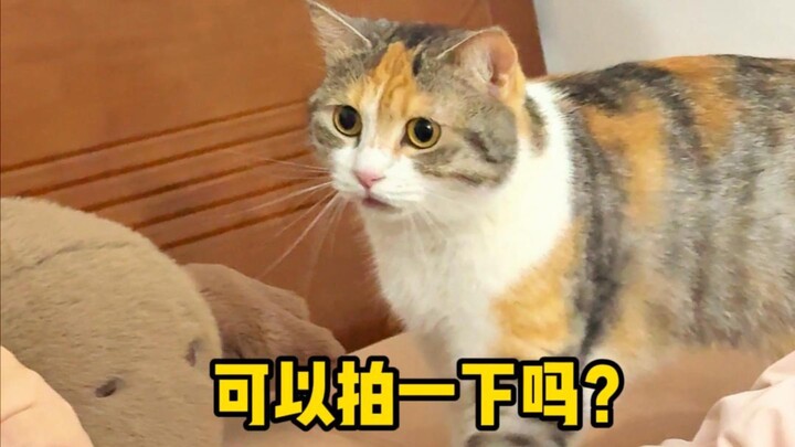 Karena hal ini, si kucing kecil telah berdamai dengan ayahnya