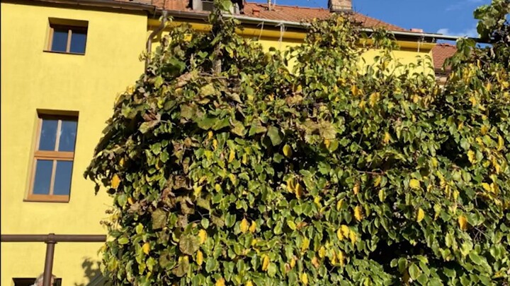 This video can only be viewed with one eye!