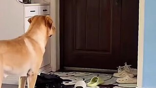 Pertama kali melihat kecanggungan pada anjing