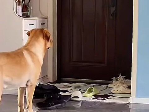 Pertama kali melihat kecanggungan pada anjing